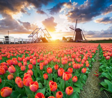 Hollanda 'nın klasik yel değirmeni ve laleleri Hollanda kırsalında yer alan geleneksel Hollanda manzarası. Yüksek kalite fotoğraf