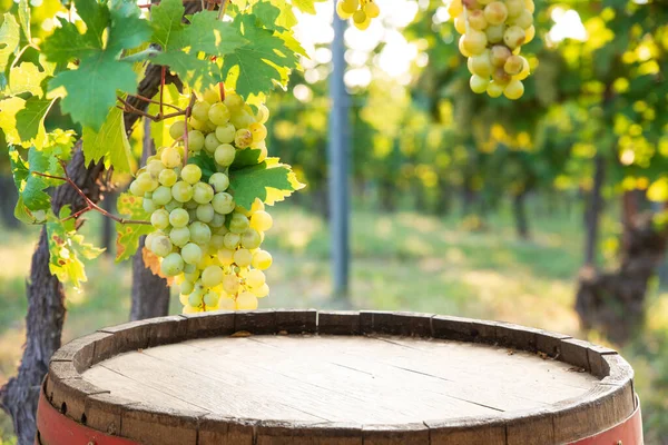 Wijngaard Bij Zonsopgang San Gimignano Toscane Hoge Kwaliteit Foto — Stockfoto