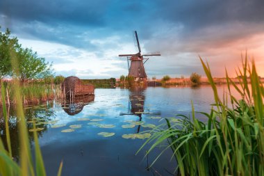 Lale tarlaları ve Hollanda 'da Lisse yakınlarında yel değirmeni. Yüksek kalite fotoğraf