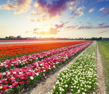 Lale tarlaları ve Hollanda 'da Lisse yakınlarında yel değirmeni. Yüksek kalite fotoğraf
