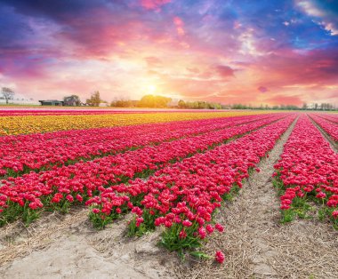 Lale tarlaları ve Hollanda 'da Lisse yakınlarında yel değirmeni. Yüksek kalite fotoğraf