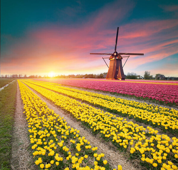 Tulip fields and windmill in Netherland, near Lisse. High quality photo