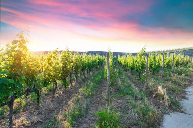 San Gimignano Toskana 'da gün doğumunda üzüm bağı. Yüksek kalite fotoğraf