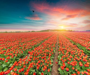 Lale tarlaları ve Hollanda 'da Lisse yakınlarında yel değirmeni. Yüksek kalite fotoğraf