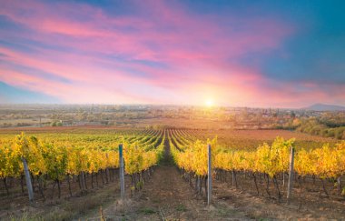 San Gimignano Toskana 'da gün doğumunda üzüm bağı. Yüksek kalite fotoğraf