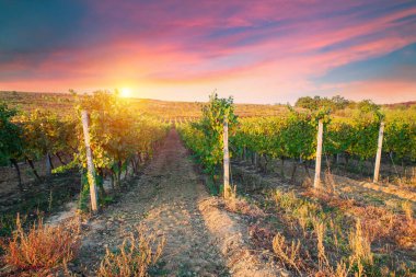 San Gimignano Toskana 'da gün doğumunda üzüm bağı. Yüksek kalite fotoğraf