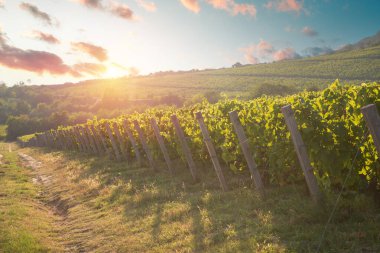 Üzümlü bir bardak şarap ve güneşli bir arka planda fıçı. İtalya Toskana Bölgesi. Yüksek kalite fotoğraf