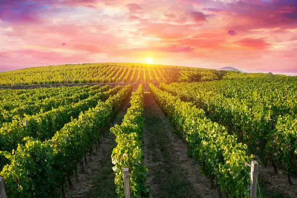 Додатковий Широкий Панорамний Знімок Літнього Виноградника Знятого Заході Сонця Високоякісна Ліцензійні Стокові Зображення