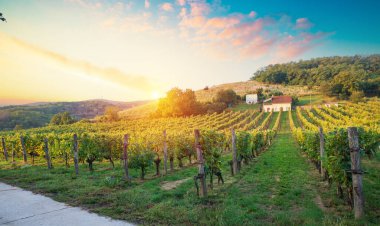 Kırmızı şarap şişesi ve yün fıçıda şarap kadehi. Güzel Toskana geçmişi. Yüksek kalite fotoğraf