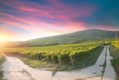 Kırmızı şarap şişesi ve yün fıçıda şarap kadehi. Güzel Toskana geçmişi. Yüksek kalite fotoğraf