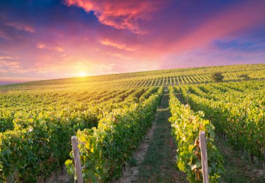 Kırmızı şarap şişesi ve yün fıçıda şarap kadehi. Güzel Toskana geçmişi. Yüksek kalite fotoğraf