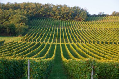 Gün batımında çekilmiş ekstra geniş panoramik bir üzüm bağı görüntüsü. Yüksek kalite fotoğraf