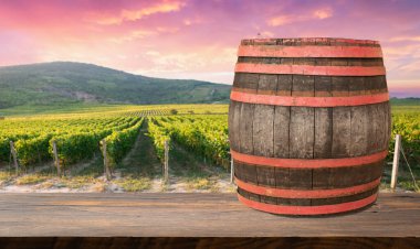 Gün batımında çekilmiş ekstra geniş panoramik bir üzüm bağı görüntüsü. Yüksek kalite fotoğraf