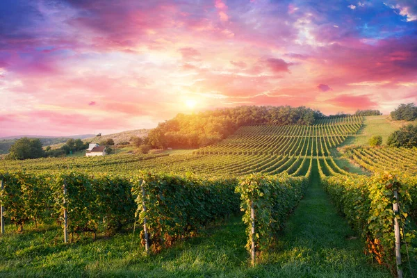 Додатковий Широкий Панорамний Знімок Літнього Виноградника Знятого Заході Сонця Високоякісна Стокове Фото