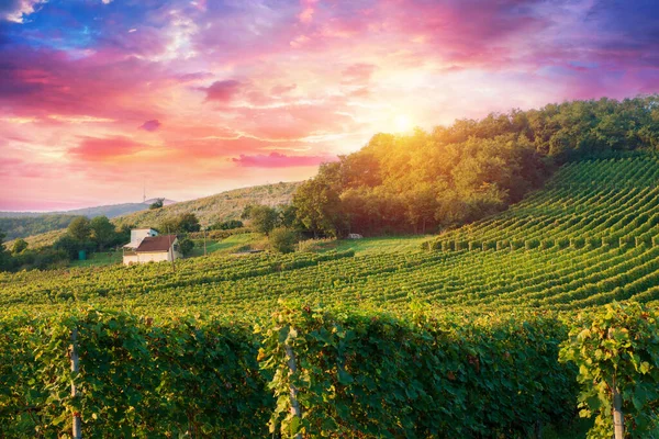 Extra Wide Panoramic Shot Summer Vineyard Shot Sunset High Quality Stock Picture