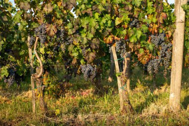 Bolgheri ve Castagneto üzüm bağları. Sabah gün doğumu. Maremma Toskana, İtalya, Avrupa. Yüksek kalite fotoğraf