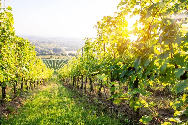 Bolgheri ve Castagneto üzüm bağları. Sabah gün doğumu. Maremma Toskana, İtalya, Avrupa. Yüksek kalite fotoğraf