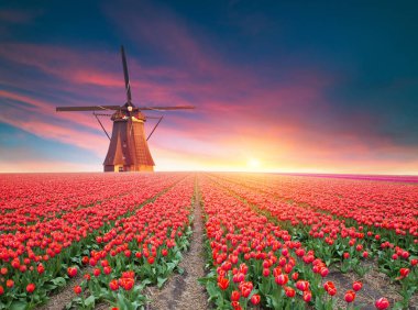 Laleli manzara, geleneksel yel değirmenleri ve Zaanse Schans, Hollanda, Avrupa 'daki kanal yakınlarındaki evler. Yüksek kalite fotoğraf