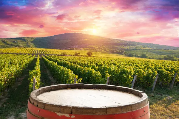 Bolgheri Castagneto Vineyards Sunrise Backlight Morning Maremma Tuscany Italy Europe Stock Image