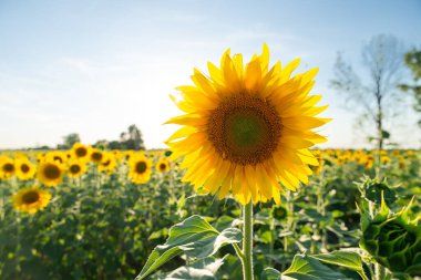 Tarım tarlasında ayçiçeği. Yüksek kalite fotoğraf