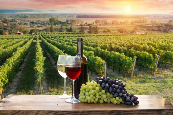 Rött Vin Med Fat Vingård Grön Toscana Italien Högkvalitativt Foto Stockbild
