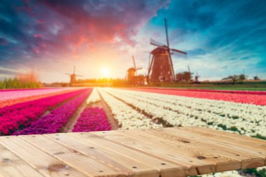 Geleneksel yel değirmenleri ve lale çiçekleriyle güzel Hollanda manzarası. Yüksek kalite fotoğraf