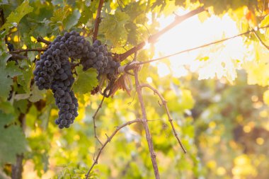 Üzüm bağının bulanık arkaplanlı boş ahşap masa. Coşkulu bir görüntü. Yüksek kalite fotoğraf