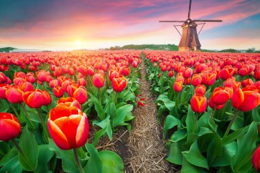 Laleli manzara, geleneksel yel değirmenleri ve Zaanse Schans, Hollanda, Avrupa 'daki kanal yakınlarındaki evler. Yüksek kalite fotoğraf