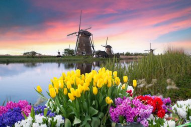 Laleli manzara, geleneksel yel değirmenleri ve Zaanse Schans, Hollanda, Avrupa 'daki kanal yakınlarındaki evler. Yüksek kalite fotoğraf