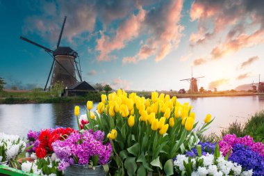 Laleli manzara, geleneksel yel değirmenleri ve Zaanse Schans, Hollanda, Avrupa 'daki kanal yakınlarındaki evler. Yüksek kalite fotoğraf