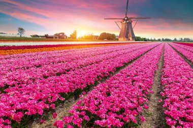 Laleli manzara, geleneksel yel değirmenleri ve Zaanse Schans, Hollanda, Avrupa 'daki kanal yakınlarındaki evler. Yüksek kalite fotoğraf