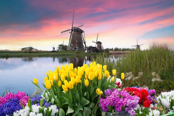 Laleli manzara, geleneksel yel değirmenleri ve Zaanse Schans, Hollanda, Avrupa 'daki kanal yakınlarındaki evler. Yüksek kalite fotoğraf