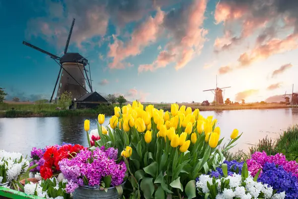 Laleli manzara, geleneksel yel değirmenleri ve Zaanse Schans, Hollanda, Avrupa 'daki kanal yakınlarındaki evler. Yüksek kalite fotoğraf