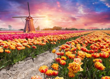 Laleli manzara, geleneksel yel değirmenleri ve Zaanse Schans, Hollanda, Avrupa 'daki kanal yakınlarındaki evler. Yüksek kalite fotoğraf