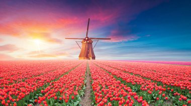 Laleli manzara, geleneksel yel değirmenleri ve Zaanse Schans, Hollanda, Avrupa 'daki kanal yakınlarındaki evler. Yüksek kalite fotoğraf