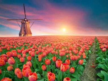 Laleli manzara, geleneksel yel değirmenleri ve Zaanse Schans, Hollanda, Avrupa 'daki kanal yakınlarındaki evler. Yüksek kalite fotoğraf