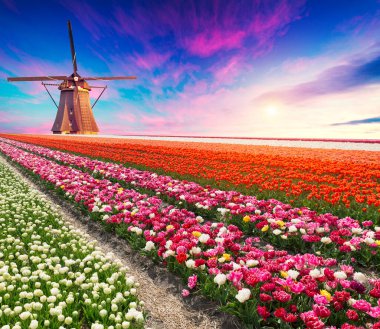 Hollanda, Michigan 'da bir yel değirmeni Hollanda' dan gelen otantik bir ahşap yel değirmeni, İlkbaharda Michigan 'da bir lale tarlasının arkasından yükseliyor. Yüksek kalite fotoğraf. Yüksek kalite fotoğraf