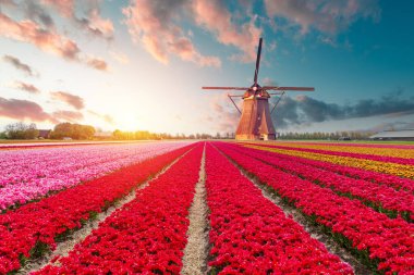 Hollanda, Michigan 'da bir yel değirmeni Hollanda' dan gelen otantik bir ahşap yel değirmeni, İlkbaharda Michigan 'da bir lale tarlasının arkasından yükseliyor. Yüksek kalite fotoğraf. Yüksek kalite fotoğraf