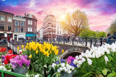 Amsterdam Hollanda 'da, Hollanda' nın ufuk çizgisi üzerinde bahar lale çiçeği olan kanal kıyısı evi. Yüksek kalite fotoğraf