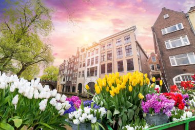 Amsterdam Hollanda 'da, Hollanda' nın ufuk çizgisi üzerinde bahar lale çiçeği olan kanal kıyısı evi. Yüksek kalite fotoğraf