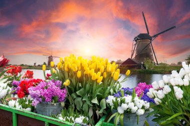 Amsterdam Hollanda 'da, Hollanda' nın ufuk çizgisi üzerinde bahar lale çiçeği olan kanal kıyısı evi. Yüksek kalite fotoğraf