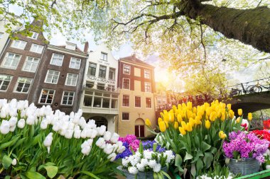 Amsterdam Hollanda 'da, Hollanda' nın ufuk çizgisi üzerinde bahar lale çiçeği olan kanal kıyısı evi. Yüksek kalite fotoğraf