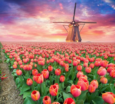 Hollanda, Michigan 'da bir yel değirmeni Hollanda' dan gelen otantik bir ahşap yel değirmeni, İlkbaharda Michigan 'da bir lale tarlasının arkasından yükseliyor. Yüksek kalite fotoğraf. Yüksek kalite fotoğraf