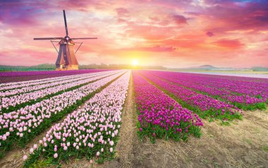 Hollanda, Michigan 'da bir yel değirmeni Hollanda' dan gelen otantik bir ahşap yel değirmeni, İlkbaharda Michigan 'da bir lale tarlasının arkasından yükseliyor. Yüksek kalite fotoğraf. Yüksek kalite fotoğraf