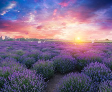 Valenzo yakınlarındaki lavanta tarlası yaz günbatımı manzarası. Provence, Fransa. Yüksek kalite fotoğraf