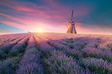 Valenzo yakınlarındaki lavanta tarlası yaz günbatımı manzarası. Provence, Fransa. Yüksek kalite fotoğraf