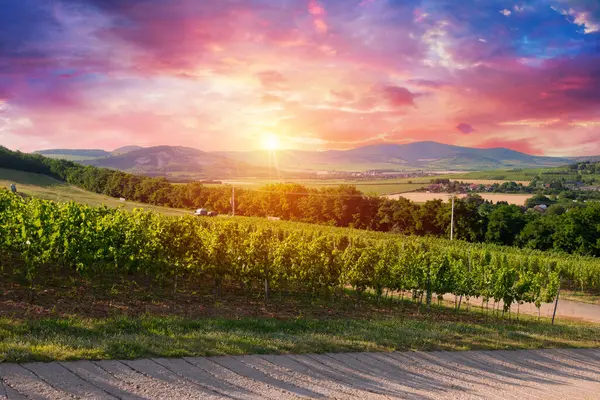 Beautiful vineyards at sunset in Tuscany, Italy. High quality photo
