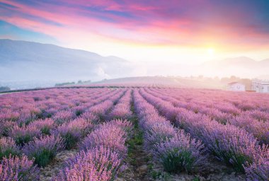 Valenzo yakınlarındaki lavanta tarlası yaz günbatımı manzarası. Provence, Fransa. Yüksek kalite fotoğraf