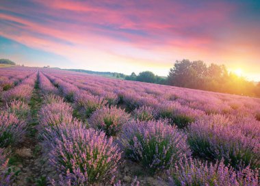 Valenzo yakınlarındaki lavanta tarlası yaz günbatımı manzarası. Provence, Fransa. Yüksek kalite fotoğraf
