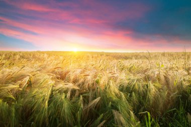 Bir yaz gününde rüzgar türbinleri ve tarımsal alanlar. Enerji üretimi, temiz ve yenilenebilir enerji. - Evet. Yüksek kalite fotoğraf